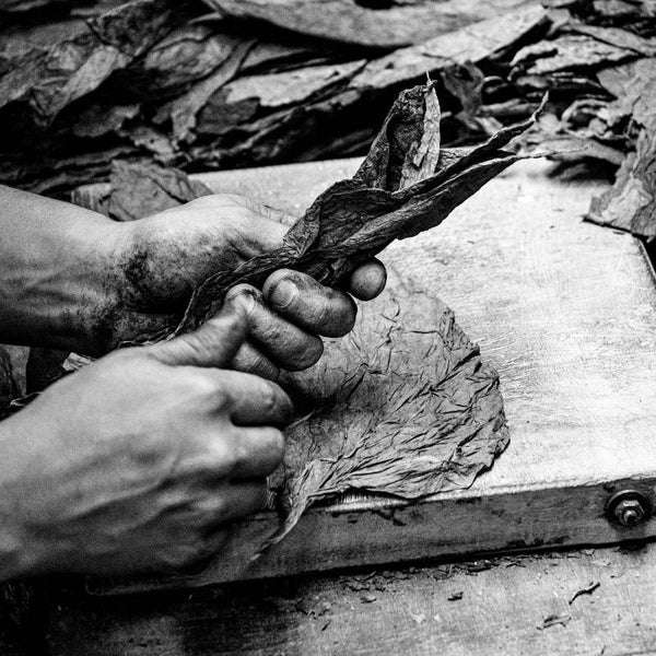 Level 9 Roller bundling leaves together in the El Titan de Bronze Cigar Factory